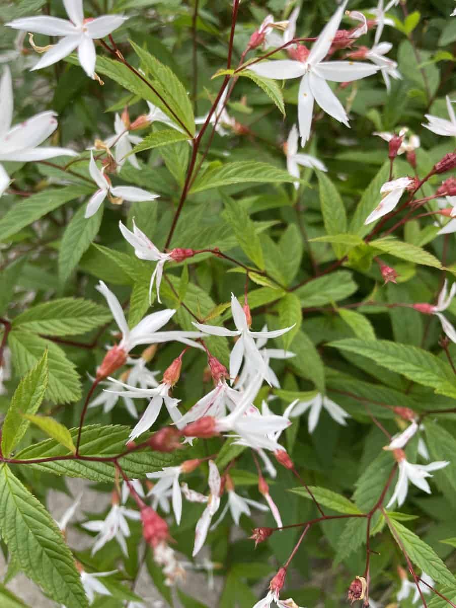 Close-up van Gillenia trifoliata met stervormige witte bloemen in bloei