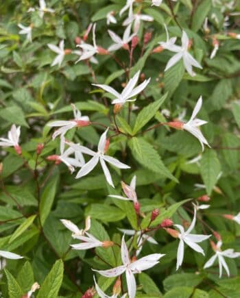 Gillenia trifoliata met stervormige witte bloemen op fijne donkere stelen