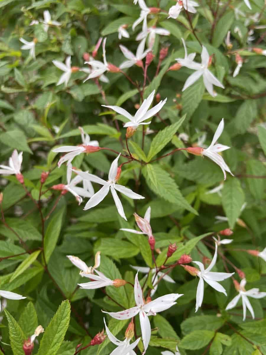 Gillenia trifoliata met stervormige witte bloemen op fijne donkere stelen