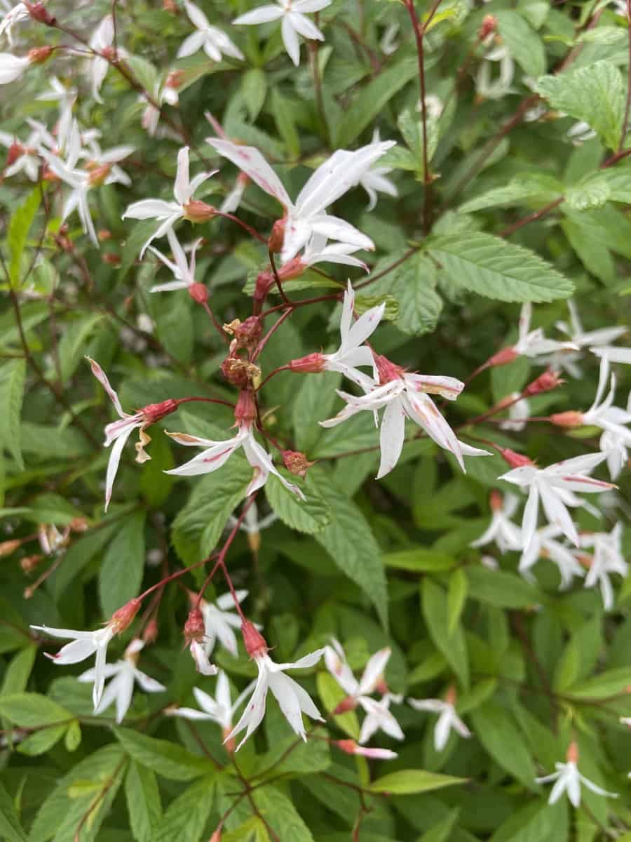 Gillenia trifoliata met rijk bloeiende witte bloemen in natuurlijke border