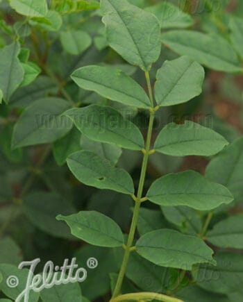 Glycyrrhiza uralensis