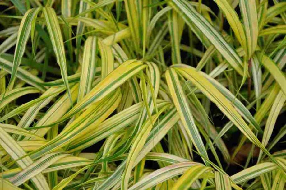 Goudgeel blad van Hakonechloa macra ‘Aureola’