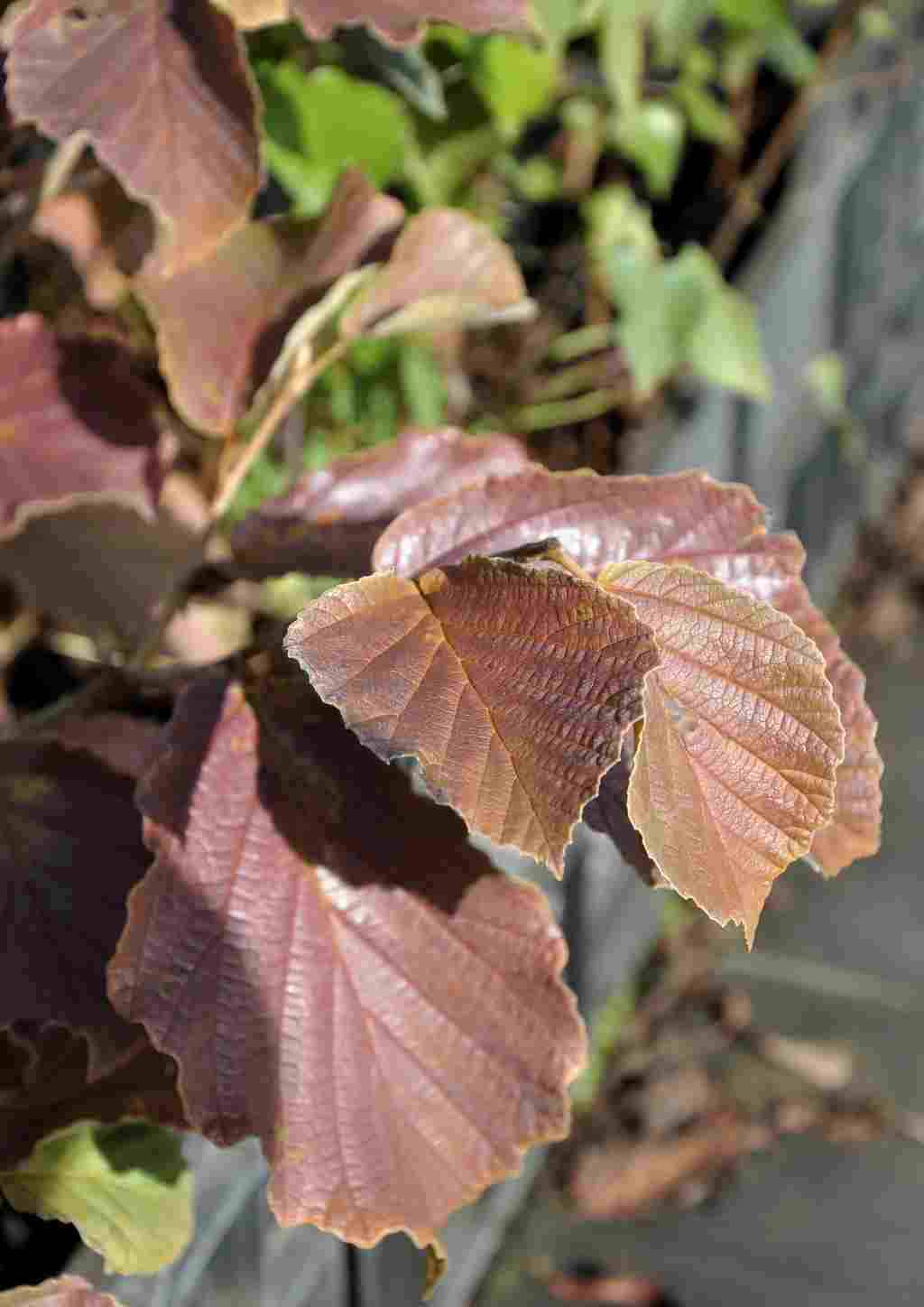 Hamamelis intermedia 'Diane'