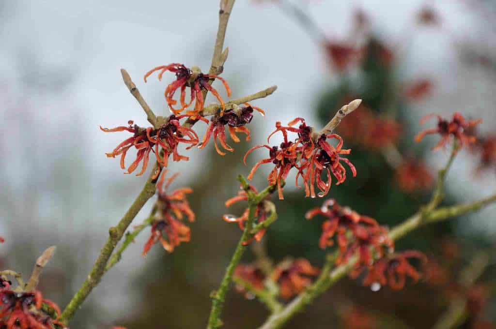 Hamamelis intermedia 'Diane'