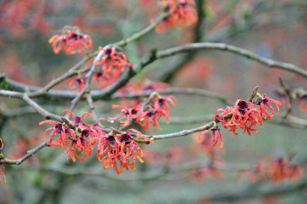 Hamamelis intermedia 'Diane'