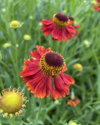 Helenium 'Moerheim Beauty' met warm roodbruine bloemen in volle zomerbloei.