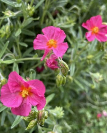 Helianthemum Ben Hope met paarsroze bloemen in rijke bloei