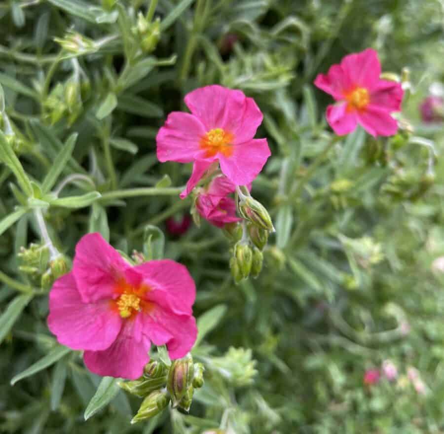 Helianthemum Ben Hope met paarsroze bloemen in rijke bloei