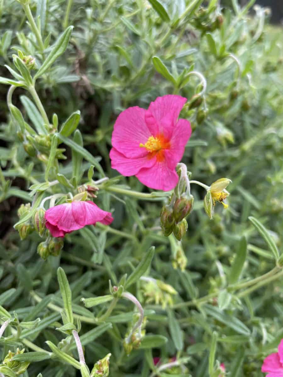 Helianthemum Ben Hope met rijk bloeiende bloemen in rotstuin