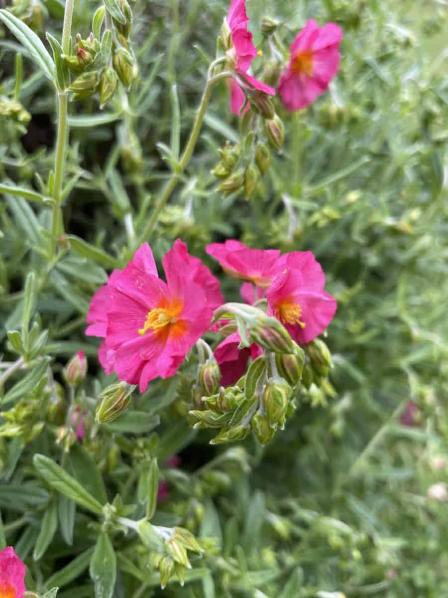 Detail van paarsroze bloemen van Helianthemum Ben Hope met geel hart