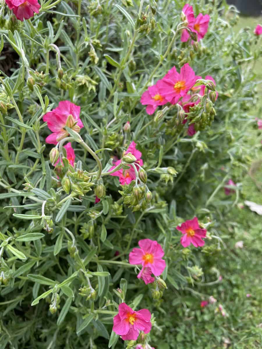 Close-up van bloemen van Helianthemum Ben Hope met zachte paarsroze bloemblaadjes