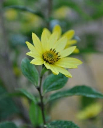 Lichtgele bloei van Helianthus ‘Lemon Queen’
