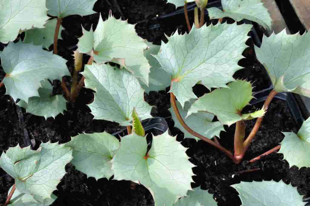 Zilvergrijs blad van Helleborus argutifolius ‘Silver Lace’
