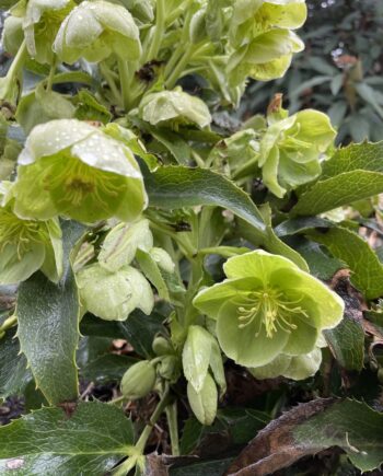 Groene winterbloei van Helleborus argutifolius