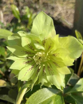 Helleborus orientalis 'Double Ellen Green'