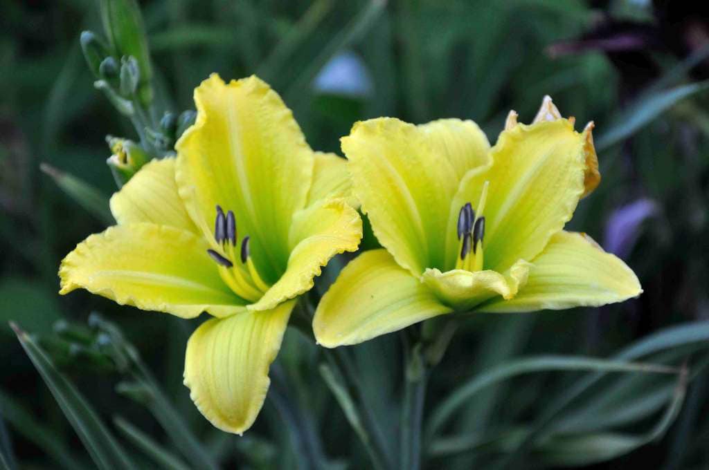 Hemerocallis 'Green Flutter'