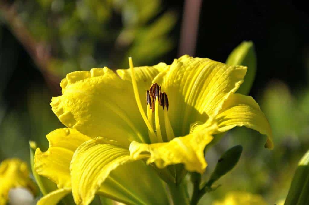 Hemerocallis 'Green Flutter'