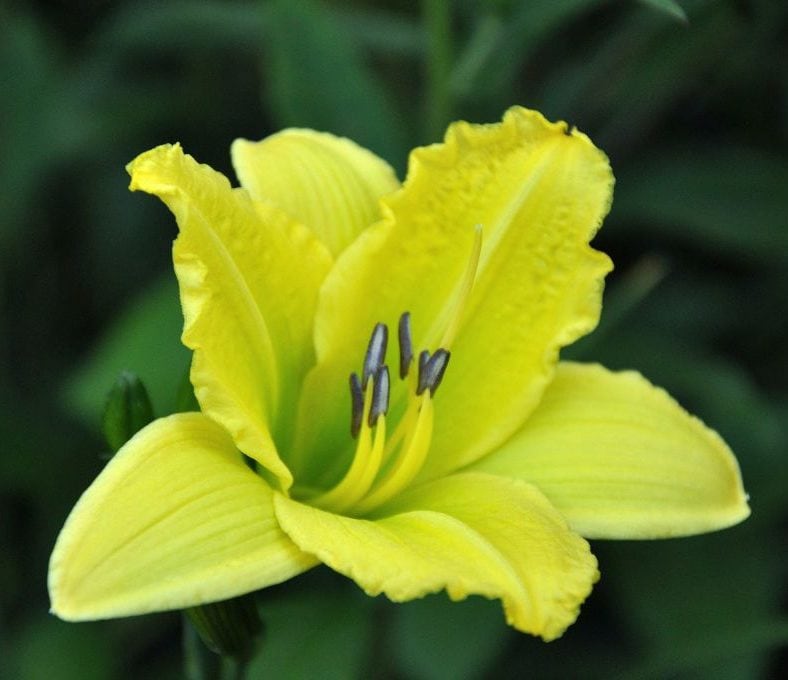 Geelgroene bloem van Hemerocallis ‘Green Flutter’