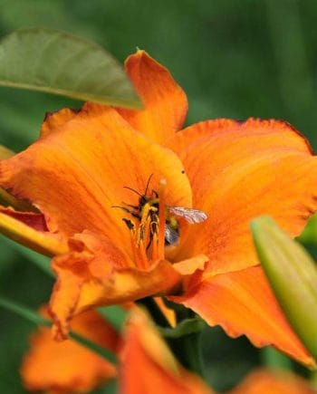 Oranje rood bloeiende bloem van Hemerocallis ‘Mauna Loa’