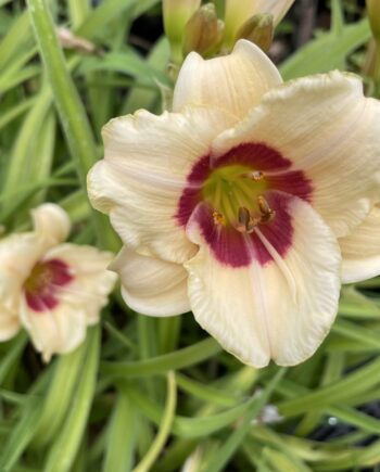 Detail van de roomwitte bloem met paarsrood oog van Hemerocallis 'Pandora's Box'.