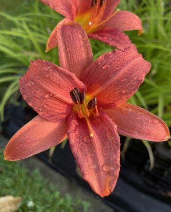 Hemerocallis 'Pink Damask' met grote zachtroze bloemen boven sierlijk overhangend blad.