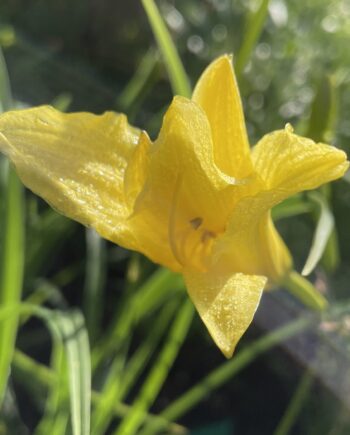 Hemerocallis lilioasphodelus met heldergele bloemen in volle bloei.
