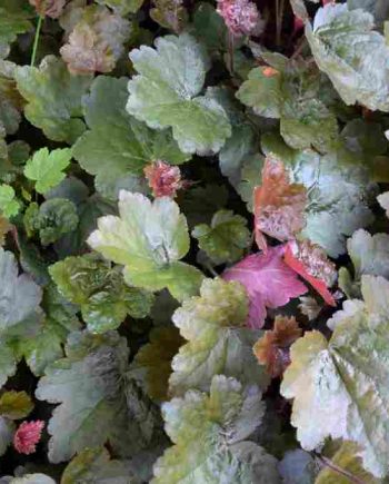 Frisgroen blad van Heuchera ‘Rachel’