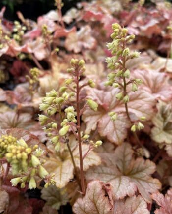 Heuchera Topazz Jazz met fijne gele bloemen op hoge stelen