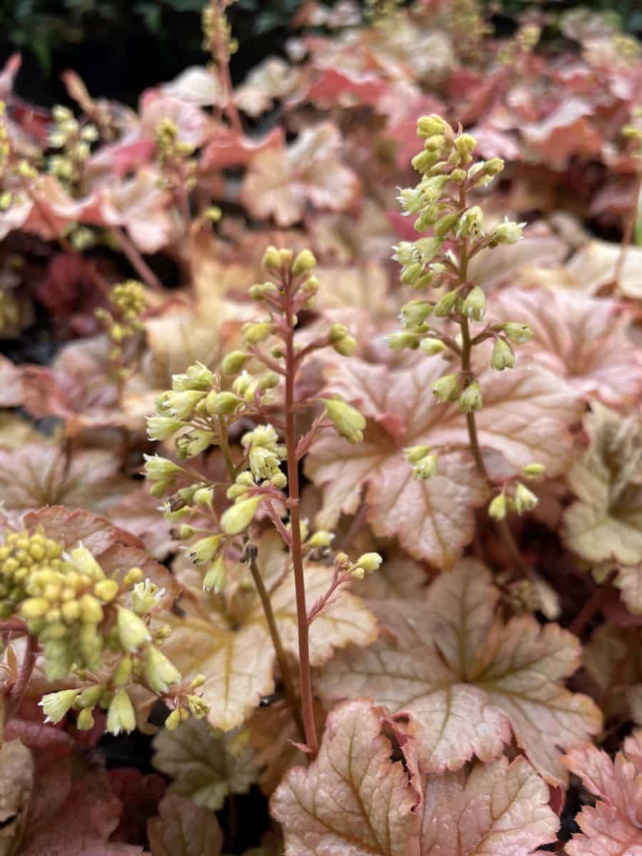 Heuchera Topazz Jazz met fijne gele bloemen op hoge stelen