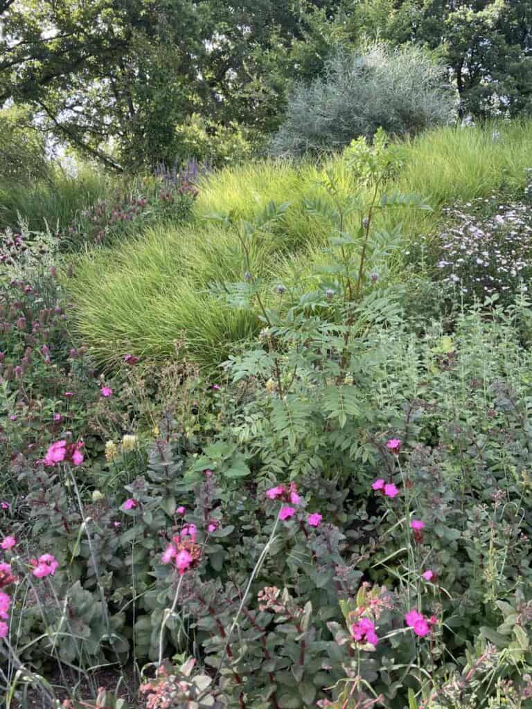 Volwassen border met vaste planten en siergrassen na twee jaar