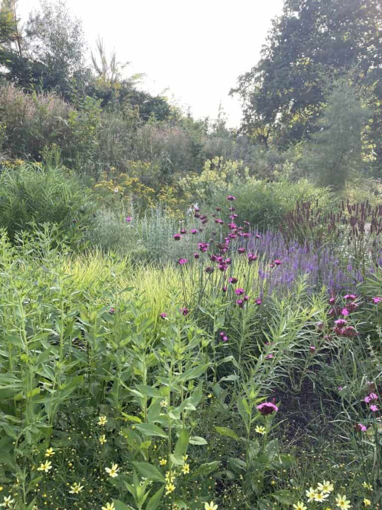 Volwassen border met vaste planten en siergrassen na twee jaar