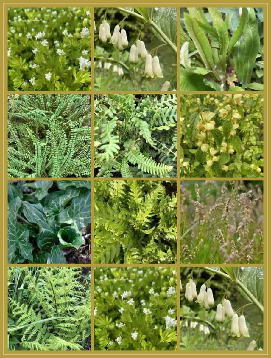 Moodboard met inheemse schaduwplanten en varens uit borderpakket Inheems Groen voor de schaduw, waaronder salomonszegel en tongvaren.