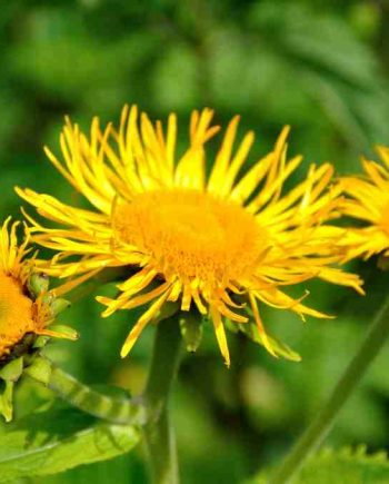 Grote goudgele bloemen van Inula magnifica