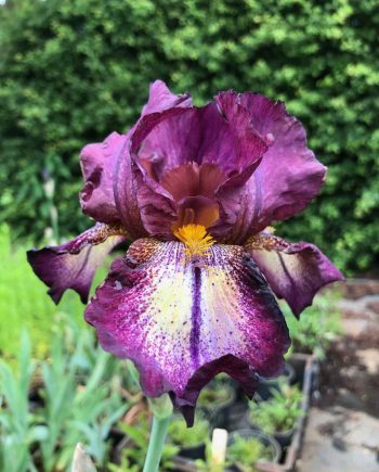 Iris germanica 'Attention Please'