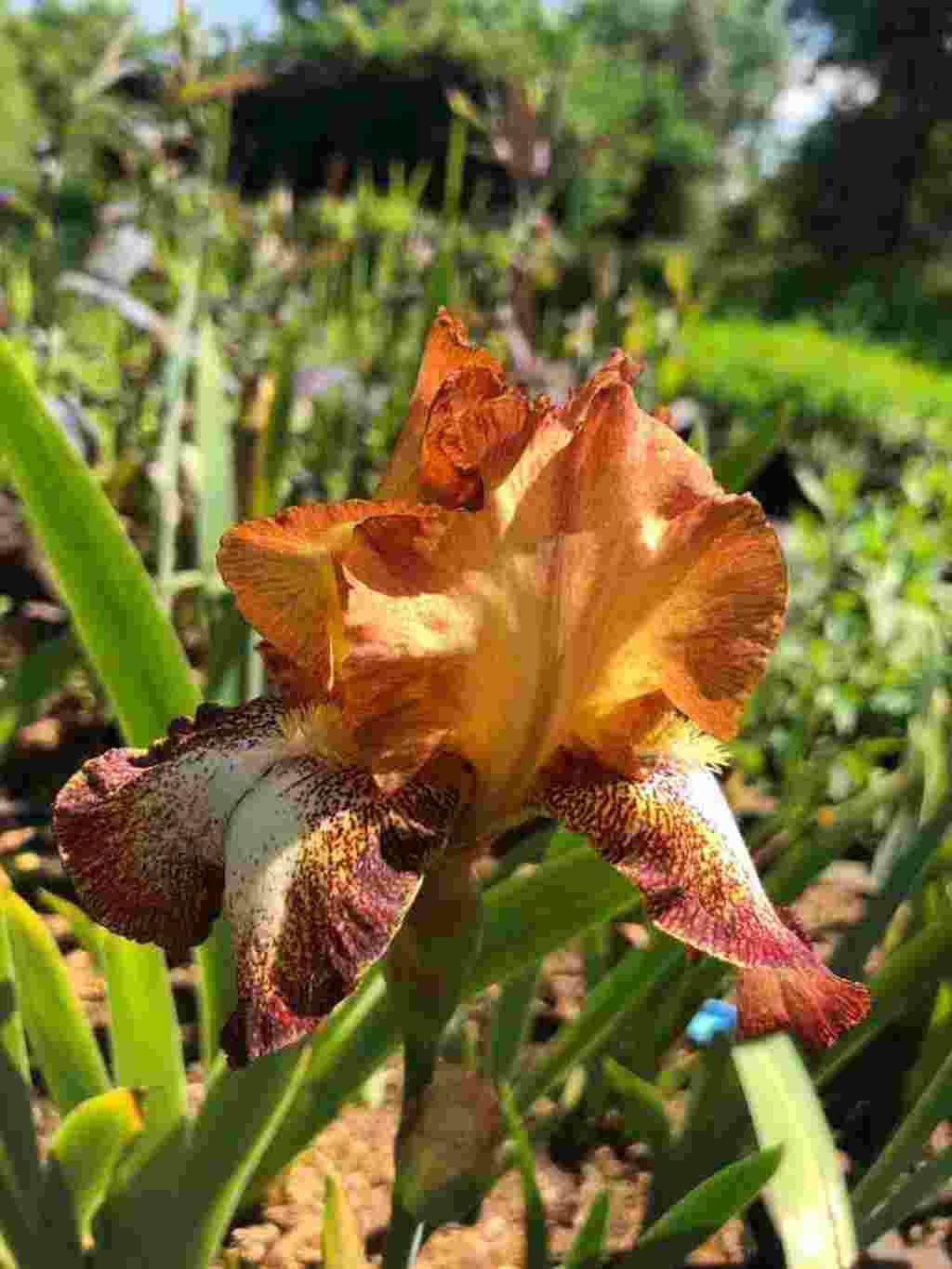 Oranje bruine bloei van Iris germanica ‘Autumn Echo’