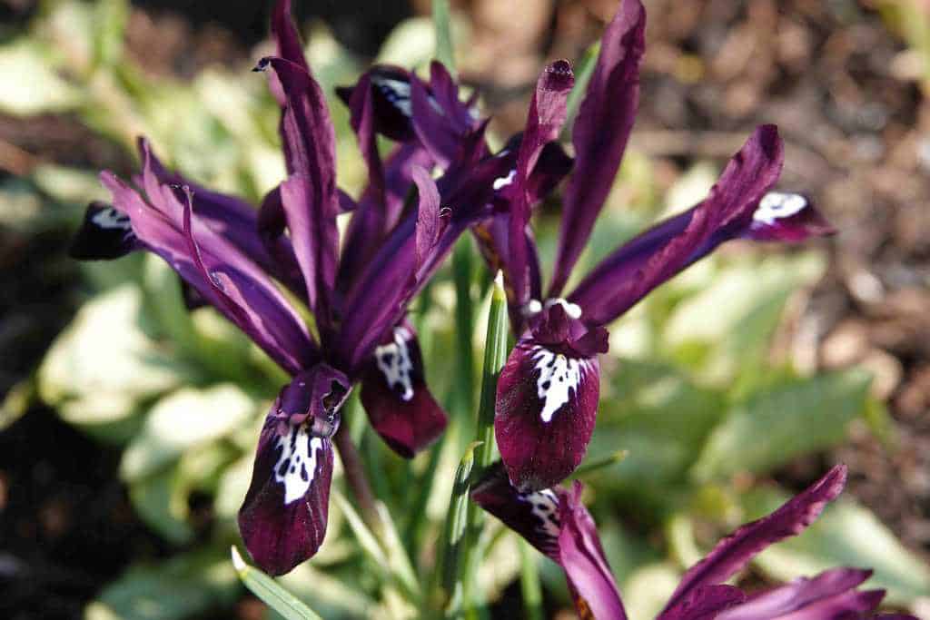 Donkerpaarse bloei van Iris reticulata ‘Pauline’