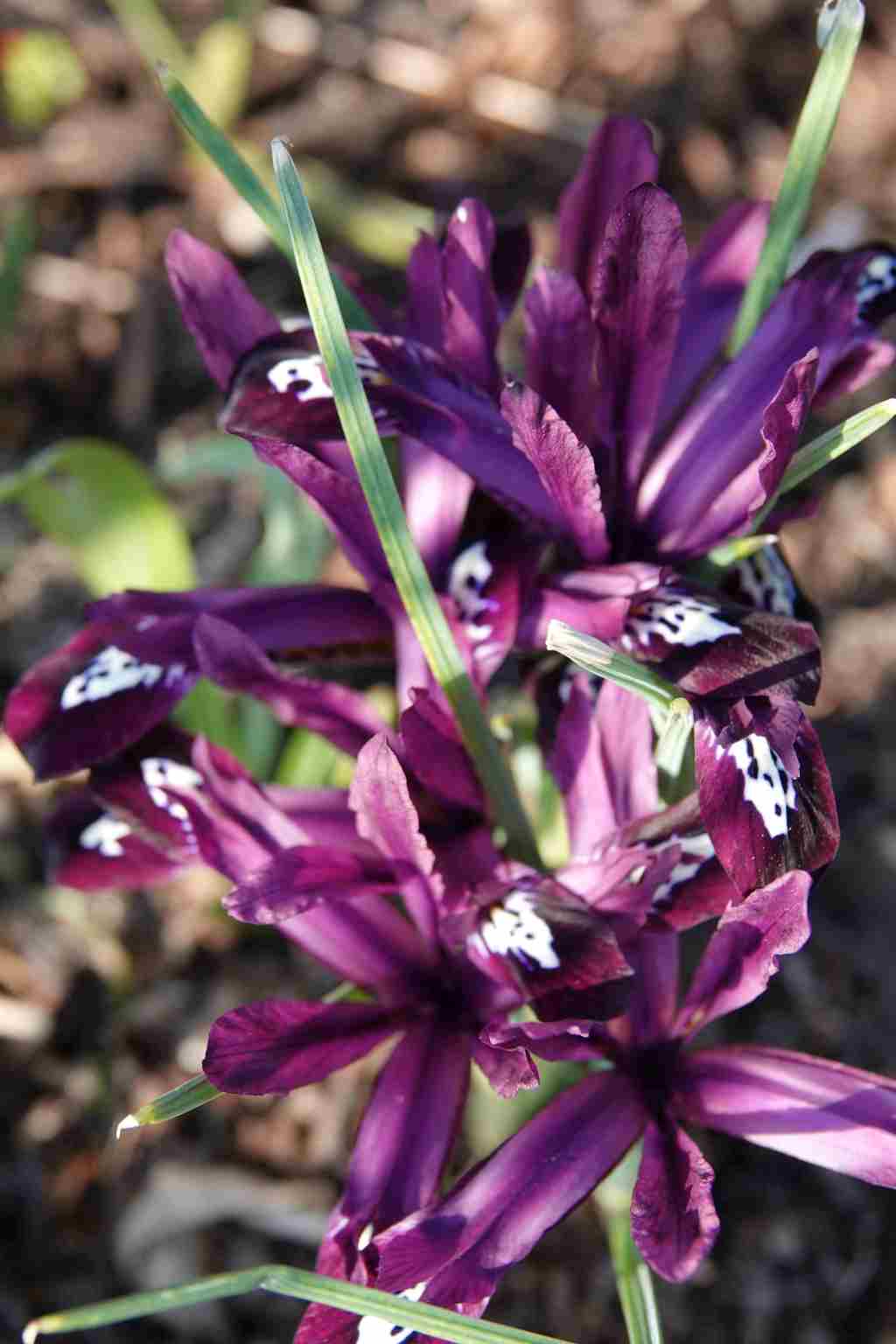 Iris reticulata 'Pauline'