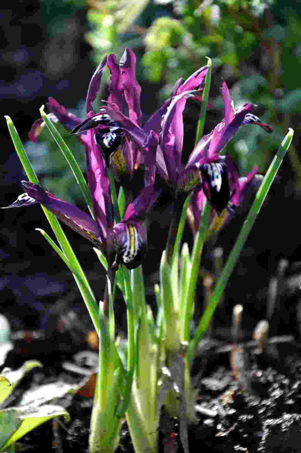 Iris reticulata 'Pauline'
