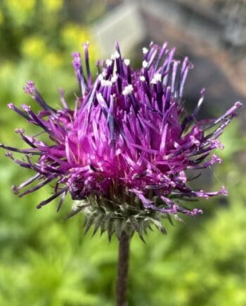 Detail van paarsroze bloemen van Jurinea ledebourii met distelachtige vorm
