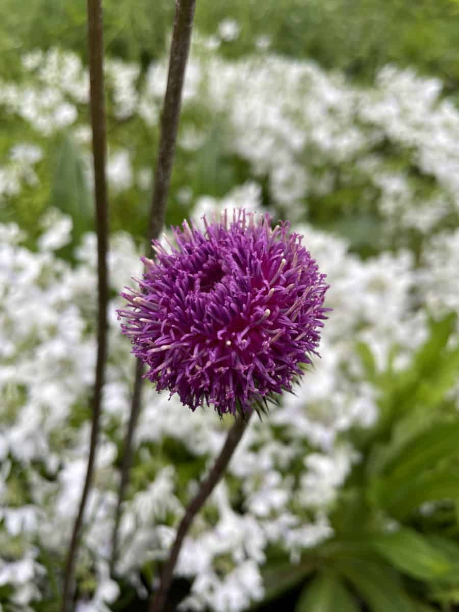 Detail van bloemen van Jurinea mollis met fijne paarsroze bloemblaadjes