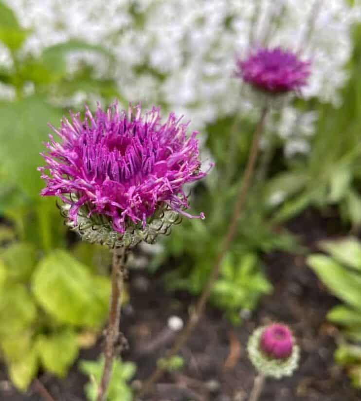 Jurinea mollis