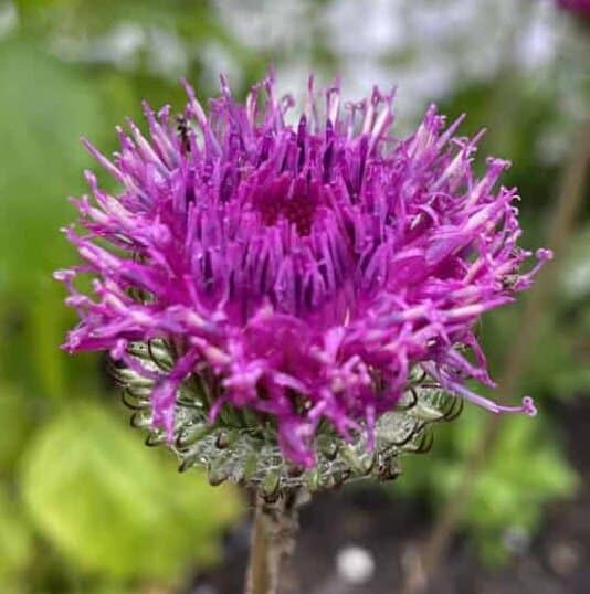 Detail van bloemen van Jurinea mollis met fijne paarsroze bloemblaadjes