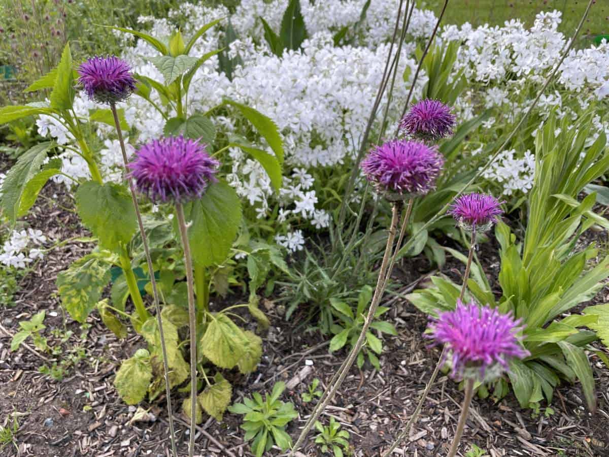 Jurinea mollis met rijk bloeiende paarsroze bloemen in zonnige border