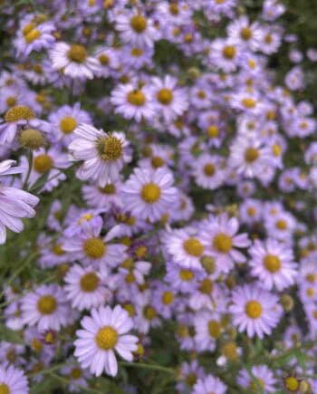 Kalimeris mongolica 'Antonia'