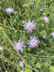 Knautia arvensis