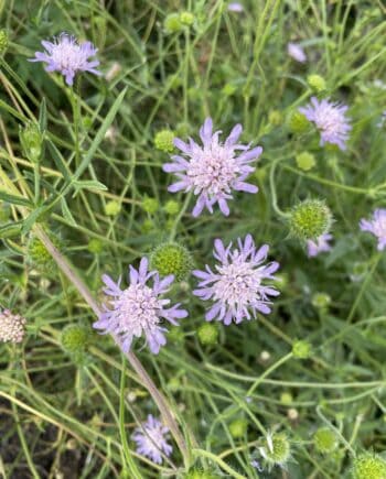 Knautia arvensis met lila bloemen op lange, slanke bloemstelen.