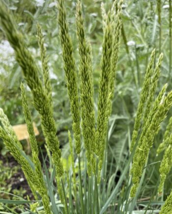 Koeleria macrantha met fijne bloemaren boven grijsgroen siergras blad