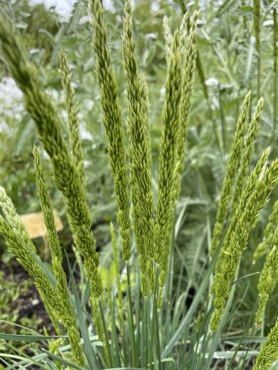 Koeleria macrantha met fijne bloemaren boven grijsgroen siergras blad