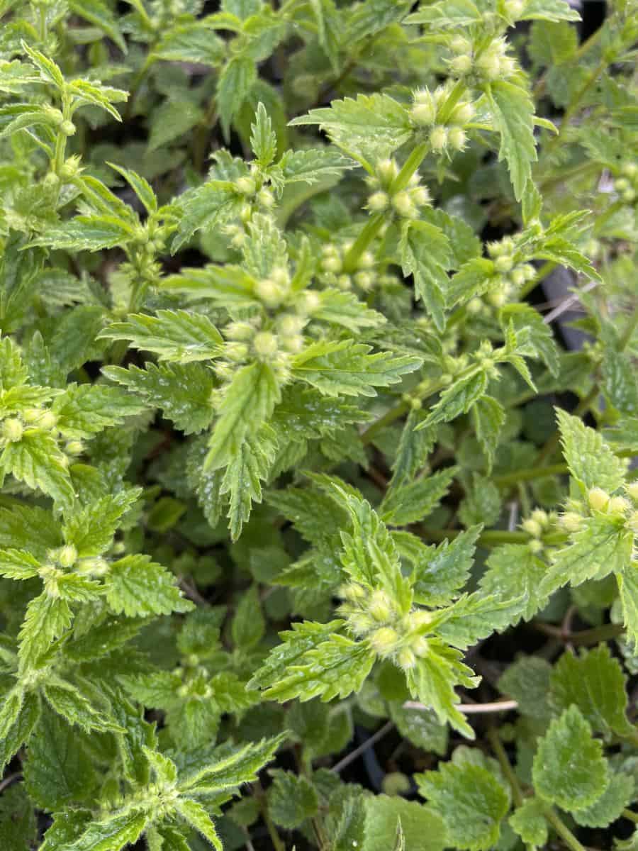 Detail van gele bloemen van Lamium galeobdolon