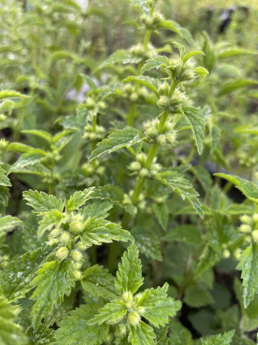 Lamium galeobdolon als bodembedekker in schaduwrijke border